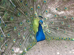 CairnsTC210 Cairns Tropical Zoo